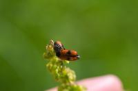 Clytra laeviuscula