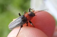 Cantharis fusca