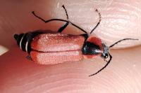 Anthocomus rufus