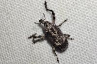 Gasterocercus depressirostris