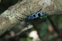 Rosalia alpina