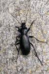 Carabus violaceus purpurascens