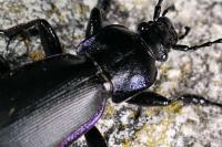 Carabus violaceus purpurascens