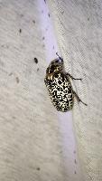 Polyphylla fullo