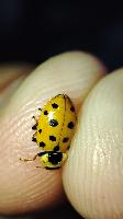 Hippodamia tredecimpunctata