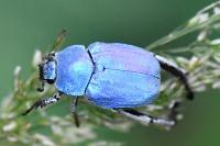 Hoplia coerulea