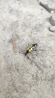 Rutpela maculata