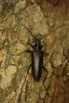 Cerambyx cerdo