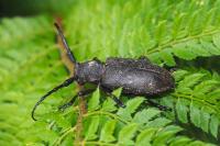 Lamia textor