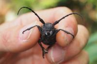 Lamia textor