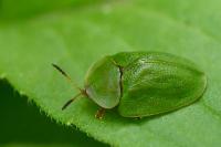 Cassida viridis