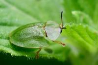 Cassida viridis