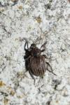 Hypera striata
