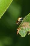 Pachybrachis