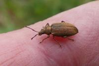 Phyllobius pyri