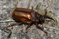 Amphimallon solstitiale
