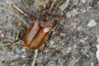 Amphimallon solstitiale