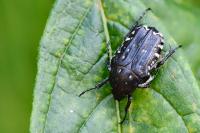 Oxythyrea funesta