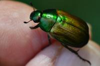Anomala dubia