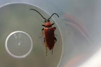 Stictoleptura rubra