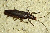 Oedemera femoralis