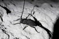 Morimus asper