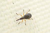 Protapion fulvipes