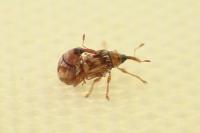 Dieckmanniellus nitidulus
