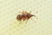 Dieckmanniellus nitidulus