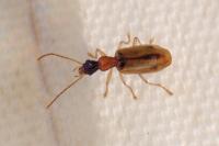 Demetrias atricapillus