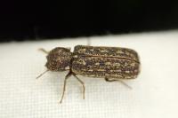 Lichenophanes varius