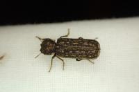Lichenophanes varius