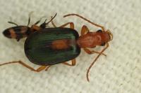 Brachinus sclopeta
