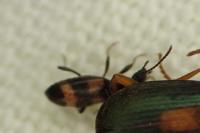 Anthicus antherinus