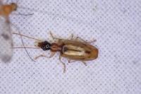 Demetrias atricapillus