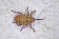 Curculio pellitus