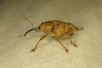 Curculio pellitus