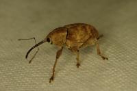 Curculio pellitus