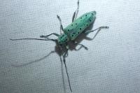 Saperda punctata