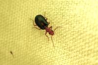 Brachinus sclopeta