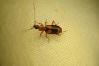 Zuphium olens