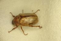 Rhizotrogus marginipes