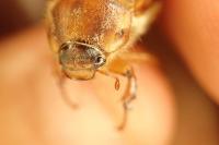 Rhizotrogus marginipes