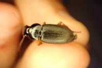 Pseudoophonus rufipes