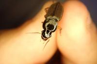 Pseudoophonus rufipes
