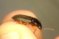 Pseudoophonus rufipes
