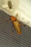 Cantharis rufa