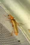 Cantharis rufa
