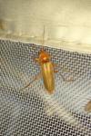 Cantharis rufa