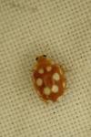 Vibidia duodecimguttata